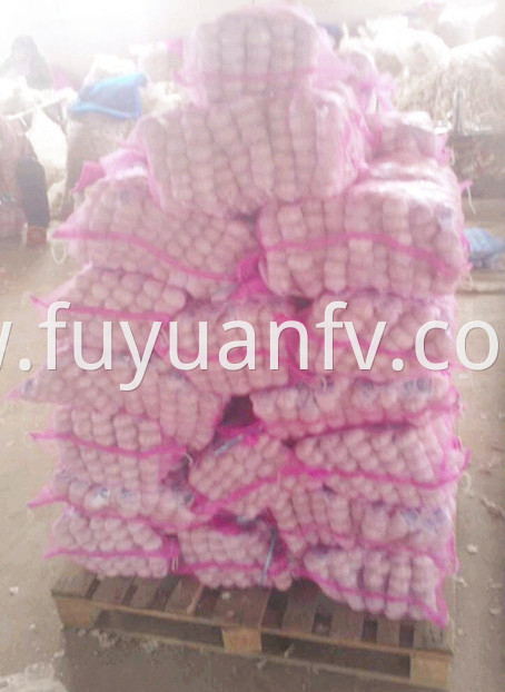 garlic in mesh bag export to Panama